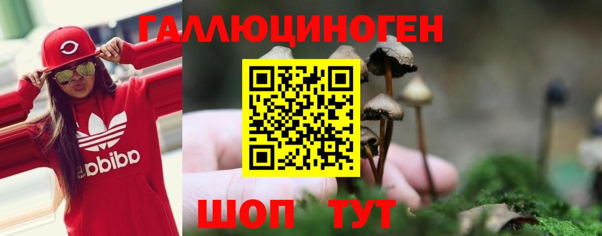 Псилоцибиновые грибы Psilocybine cubensis Карпинск